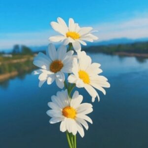 دانلود آهنگ ترکی دنیز فیرودینلی گوزللره من ساتارام آلماغا گلین دانلود آهنگ ترکی دنیز فیرودینلی گوزللره من ساتارام آلماغا گلین