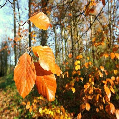دانلود آهنگ ترکی وصال ابراهیموا بهار گلدی قیش گلدی اما یاریم گلمدی دانلود آهنگ ترکی وصال ابراهیموا بهار گلدی قیش گلدی اما یاریم گلمدی