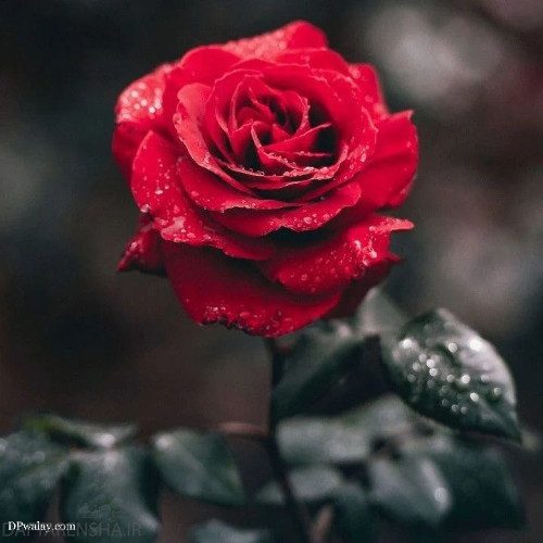 دانلود آهنگ ترکی نفس بی قرارم بی قرارم بی قرار